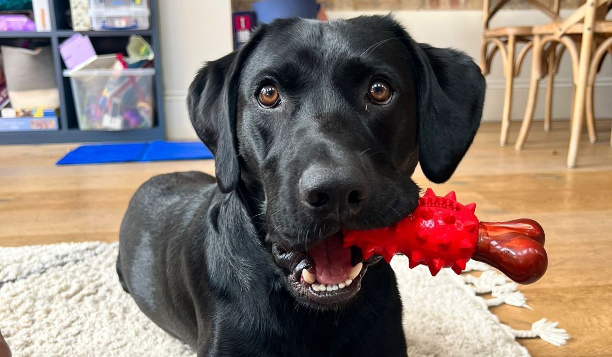 a happy labrador with a red chew toy in its mouth