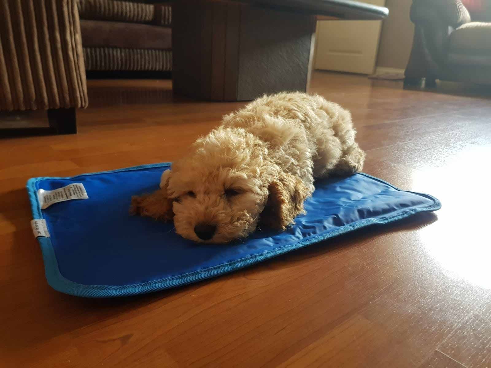 Doggy member Whinnie lying on a cooling mat at home