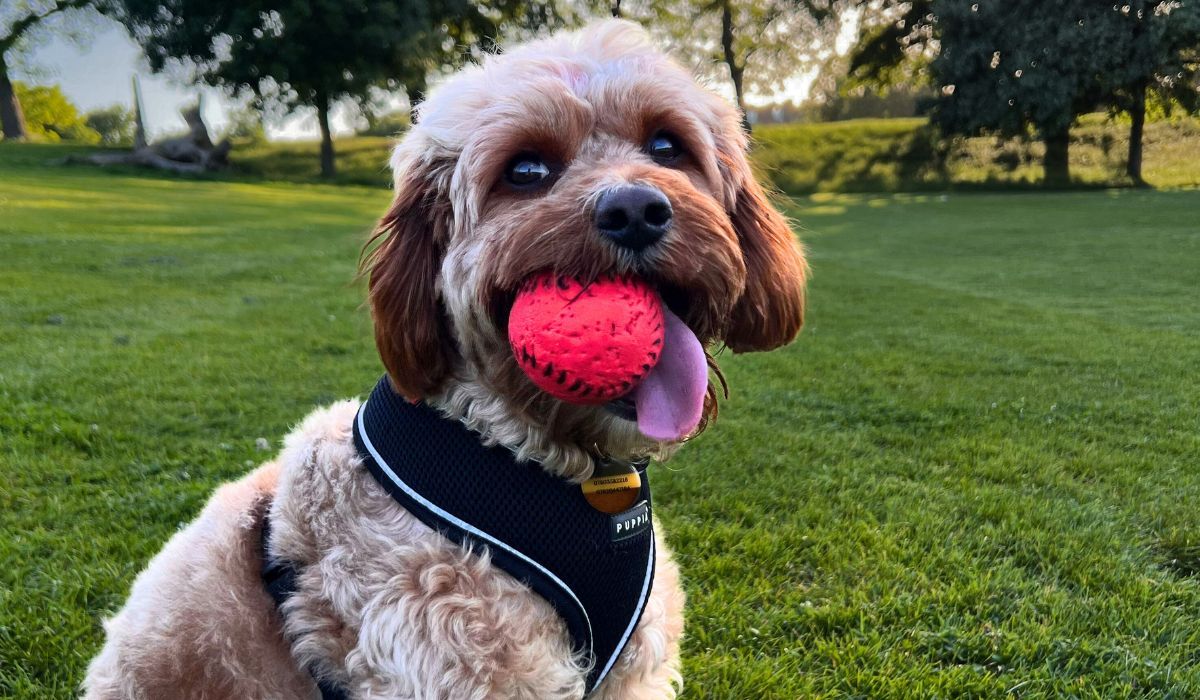 Doggy member Hudson, the Cavapoo, enjoying a game of fetch in the early evening