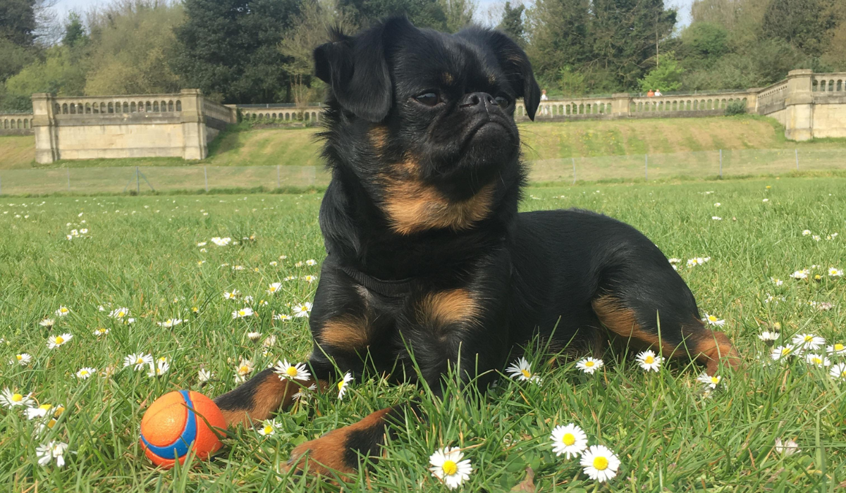 A small, black dog with tan markings is resting on the grass amongst the daisies, guarding their ball.