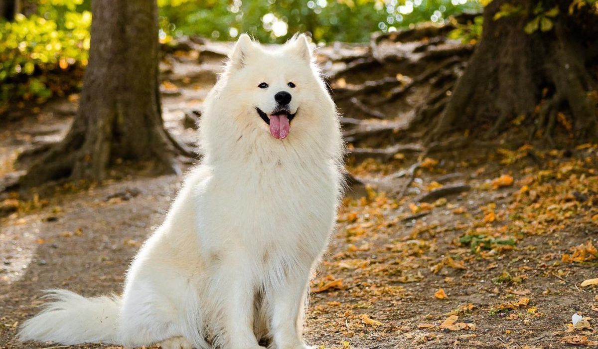 Doggy member Koa Kai, the Samoyed, sitting happily on a woodland walk