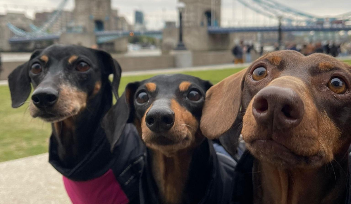 Three Dachshunds are all standing obediently with the Tower Bridge in view behind them.