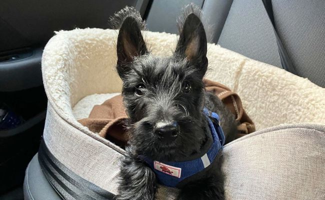 Doggy member Huxley, the Scottish Terrier puppy lying down in his car bed ready for his travels