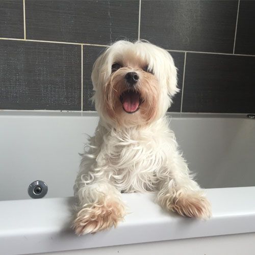 How to teach your dog to like bath time