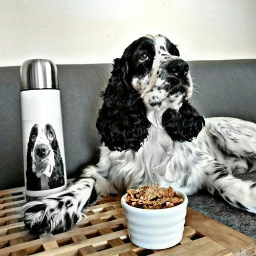 Doggy member Platón, chilling with a flask and snack