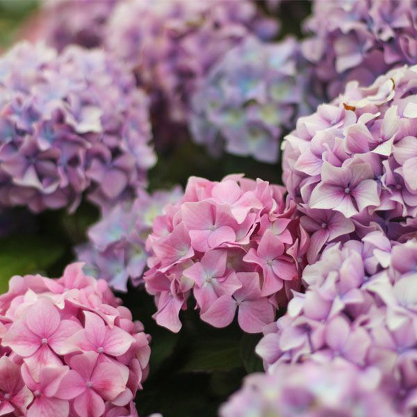 Hydrangeas