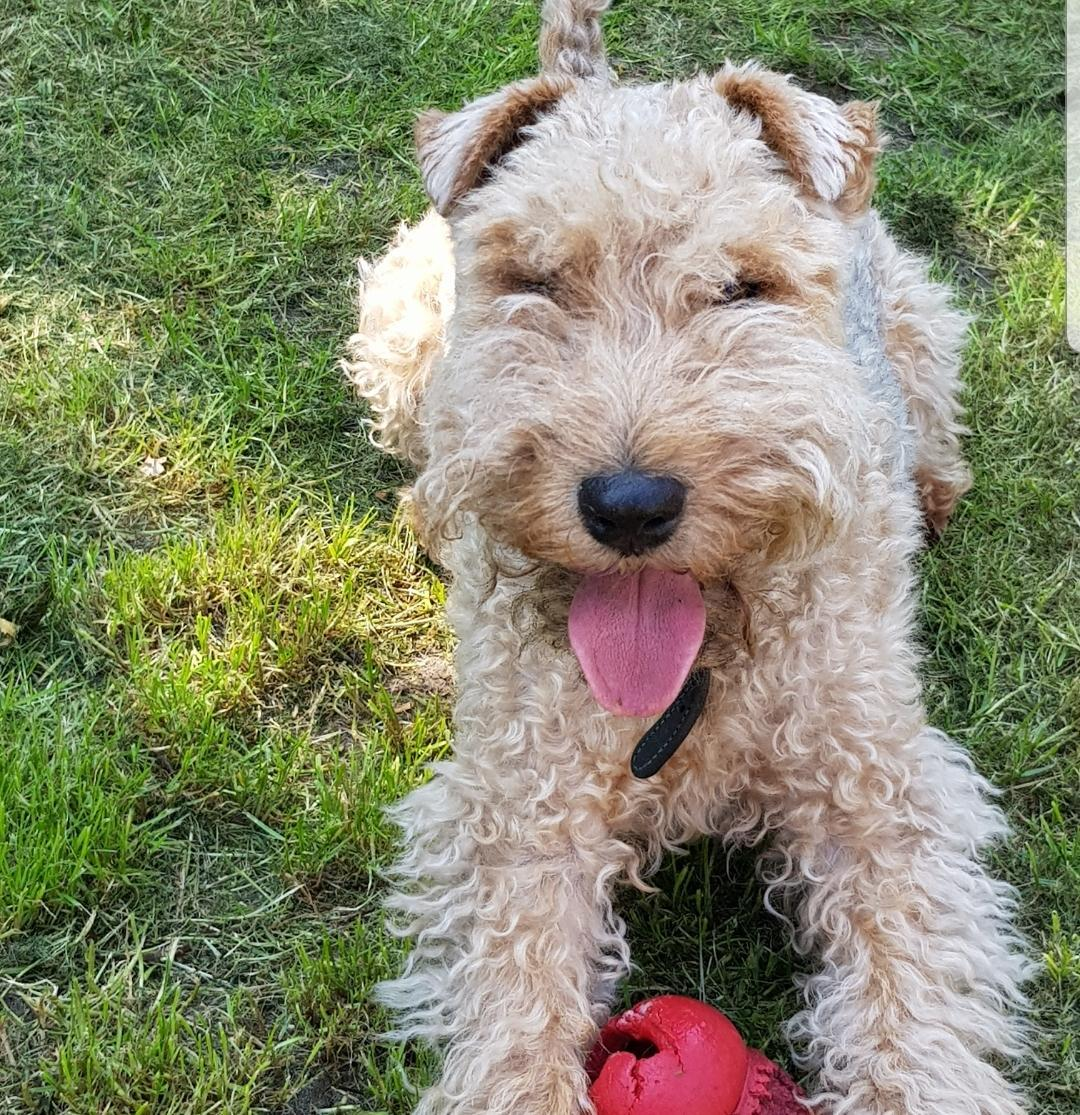Bob has blonde, curly hair and small, floppy ears. He's lying on grass with a toy and his tongue out