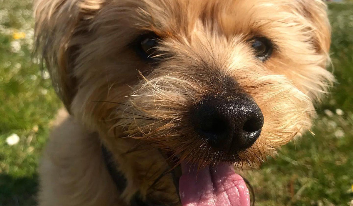 A cute, fluffy golden pooch with floppy ears and a black nose is smiling in the evening sunshine.