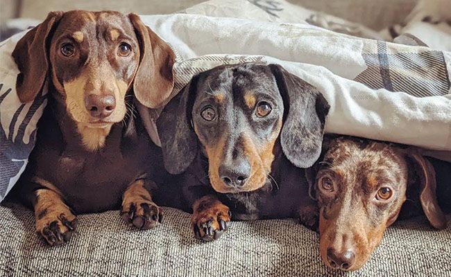 Three miniature Dachshund laying next to each other