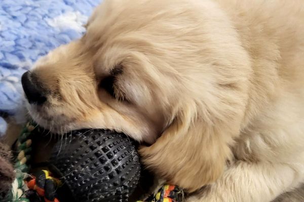 Odi, the Golden Retriever, playing with a chew toy for puppies