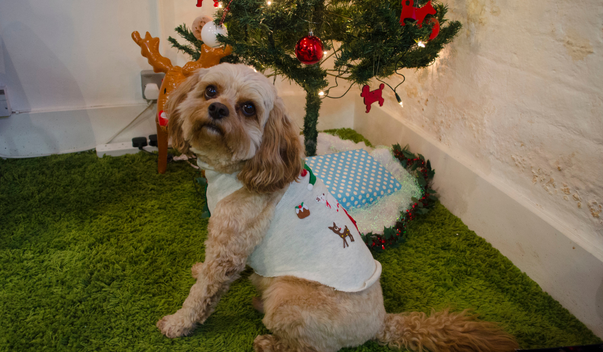 A proud pooch sits in front of the Christmas tree wearing their DIY Christmas jumper.