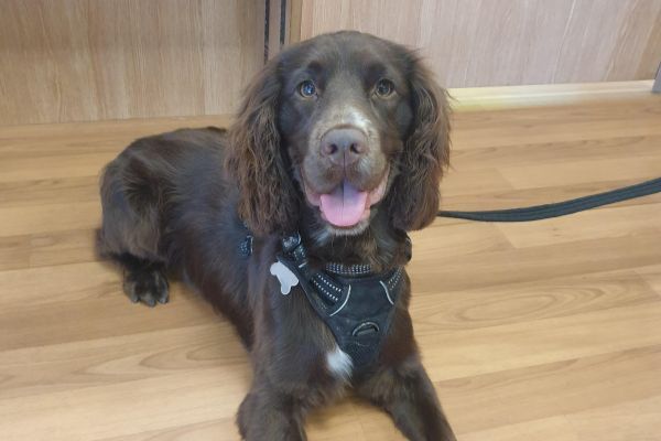Rolo the Cocker Spaniel waiting patiently at the vets for his health check