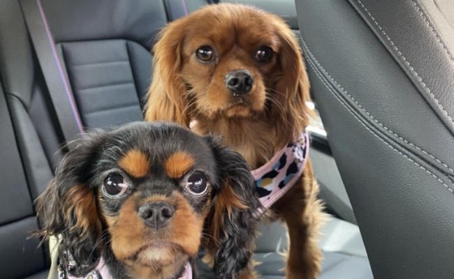 Two King Charles Cavalier Spaniels in the back of a car