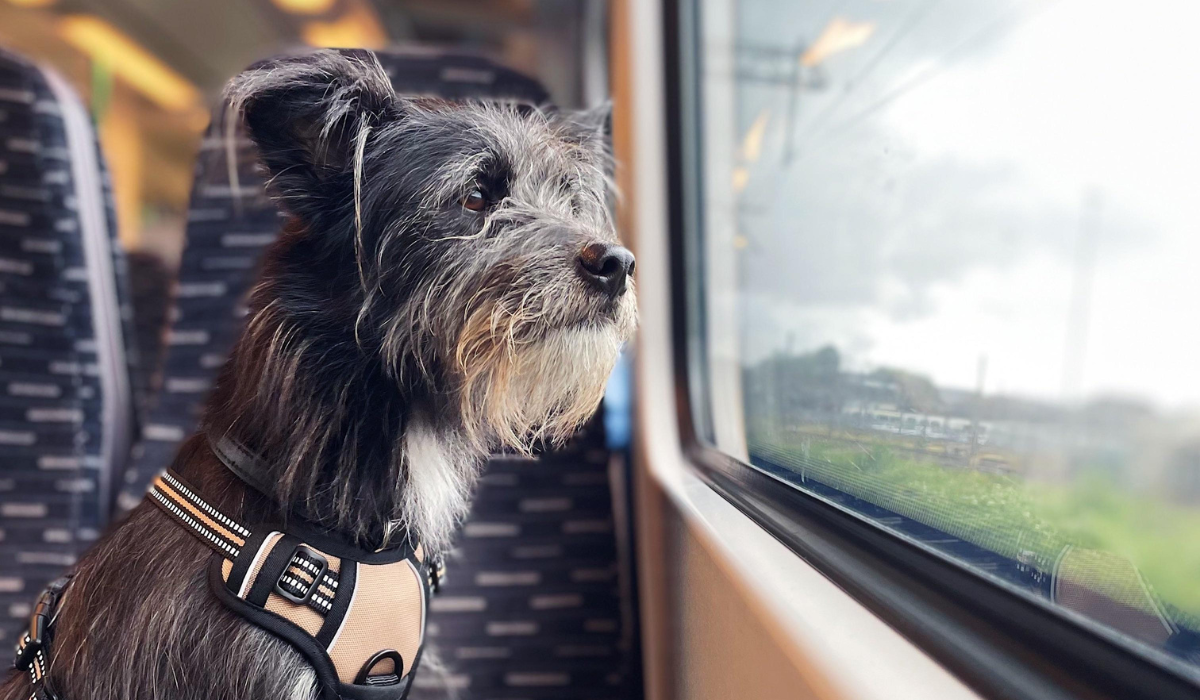 A beautiful, greyish Cross Breed is sitting on a passenger seat of a train staring out the window.