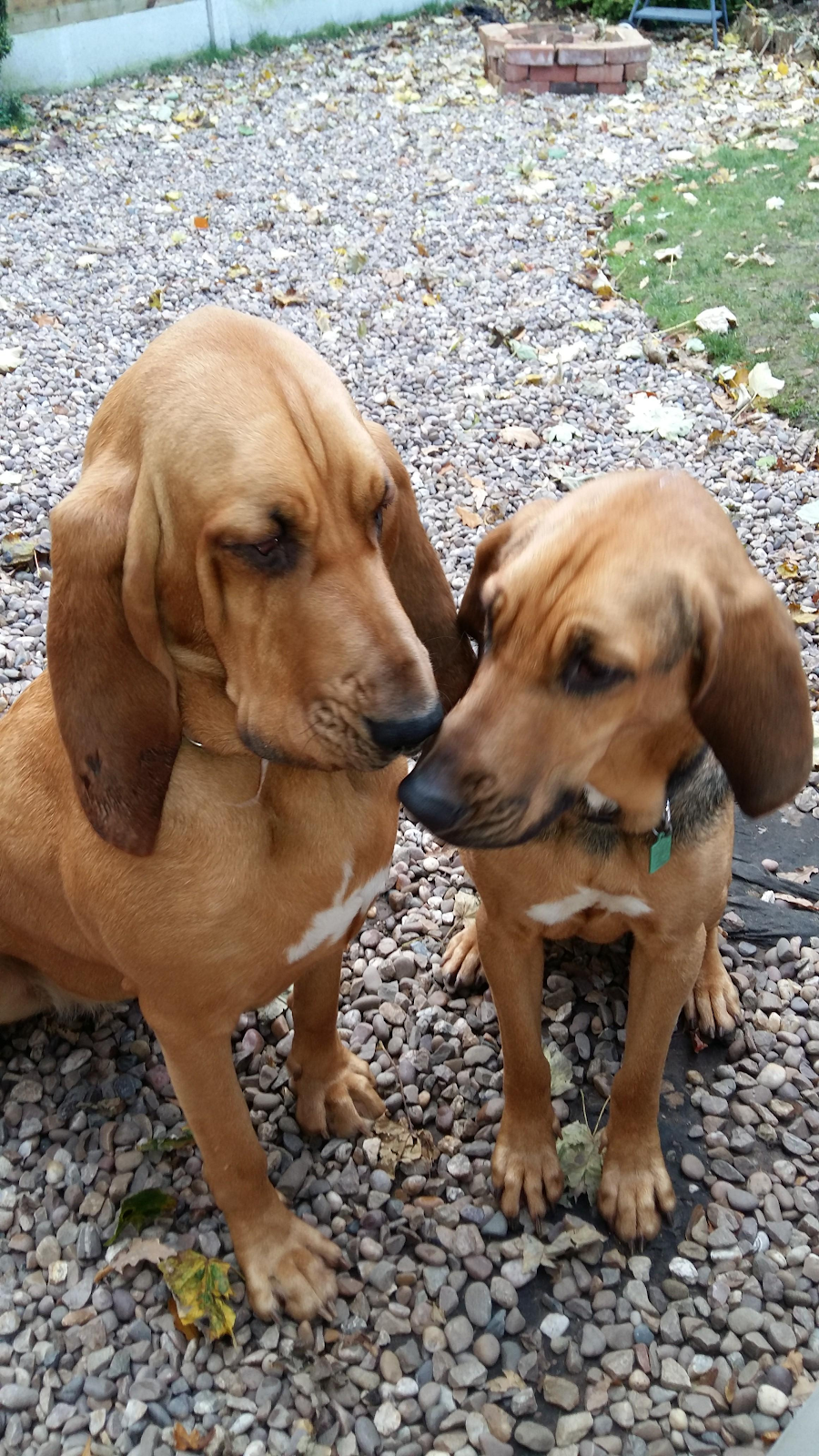 Two tan dogs with long, floppy ears are sitting close together with noses touching 