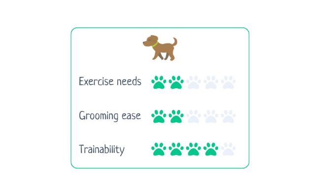 Yorkshire Terrier  Exercise Needs 2/5 Grooming Ease 2/5 Trainability 4/5