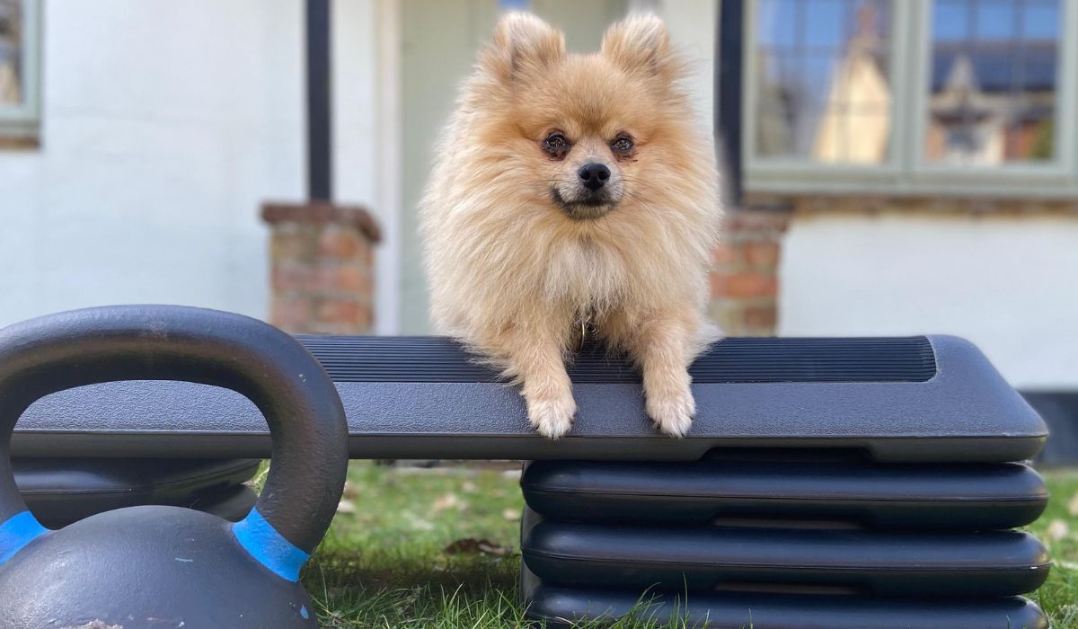 A cute Pomeranian pooch on an aerobic step ready for a fun workout in the garden 