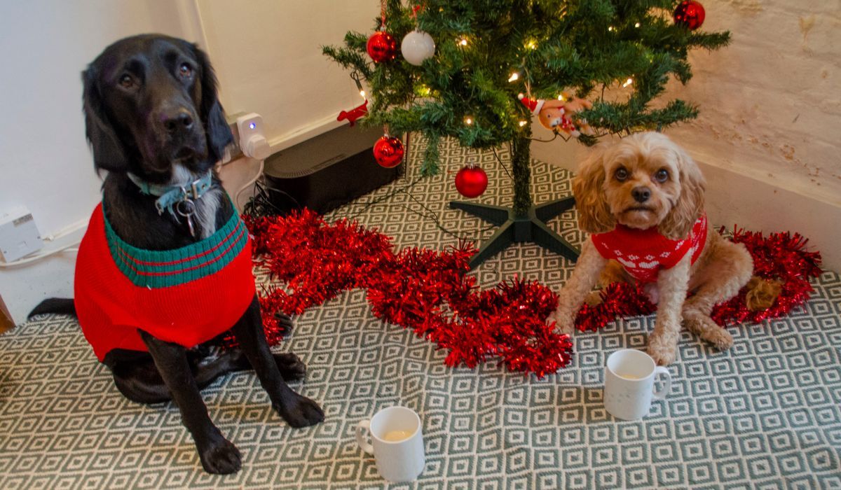 Two cute pooches, wearing Christmas jumpers, sit in front of a tree decorated with lights and baubles. There are two mugs of Dognog placed in front of the dogs and some tinsel decorating the floor.