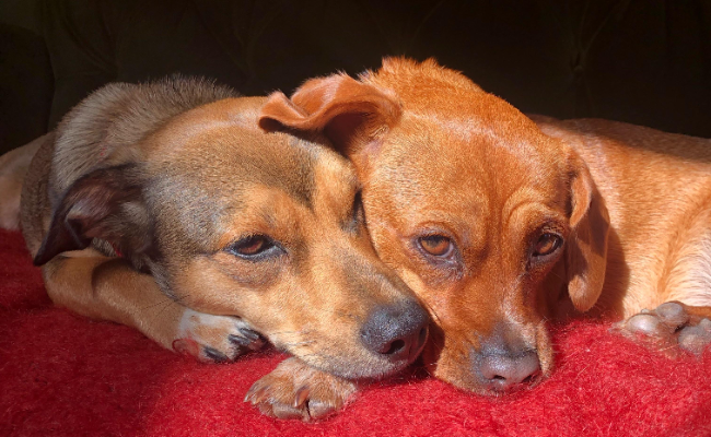 Two sausage dogs snuggling together laying down