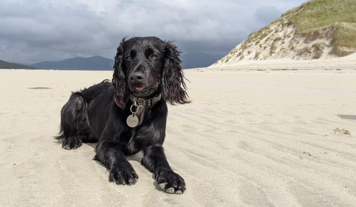 A medium sized black dog, with a silky coat and long, curly ears is lying on the soft, fine sand on an empty beach. The dogs tongue is just peeping out with a flash of pink escaping from their mouth. It's a bright day but behind the dog in the distance heavy clouds are creeping in. 
