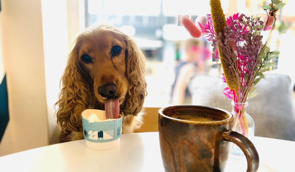 Dog friendly places to eat in Cheshire