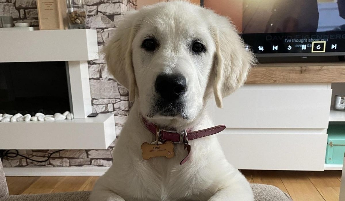 Doggy member Lexi, the Golden Retriever, sits in front of the tv ready hinting at her owner - it's time to go for a walk!