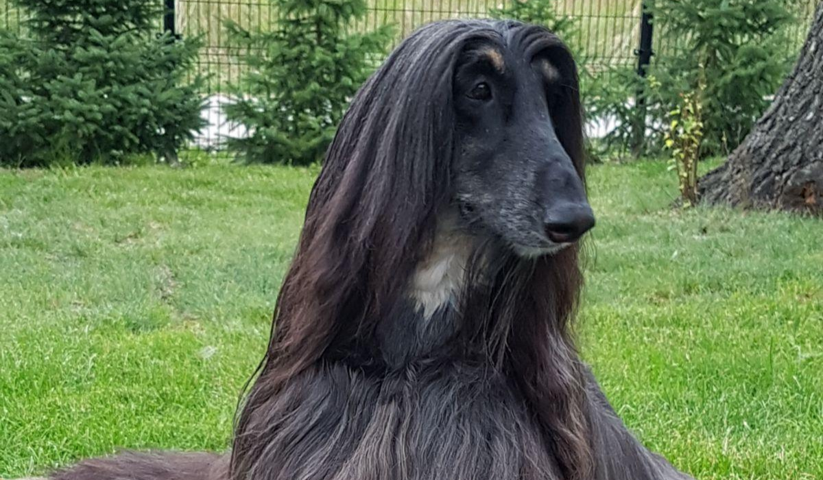 A long thin-faced dog, with long, black, straight hair - parted down the middle, sits in a green park staring into the distance.