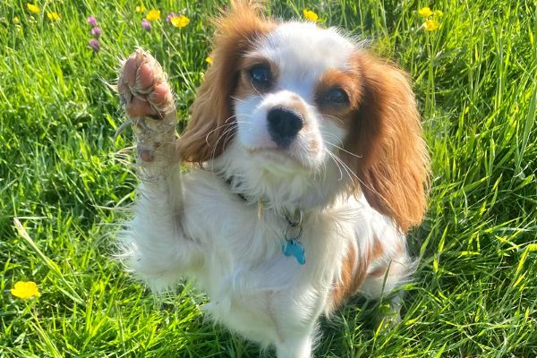 Benji the Cavalier King Charles Spaniel proudly holding up his paw