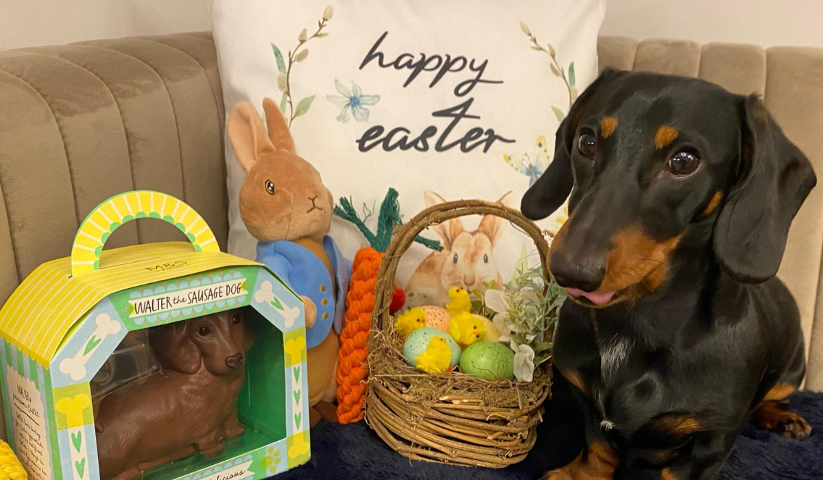 A black and tan Dachshund sits next to a Happy Easter cushion, a basket of decorated eggs and an edible chocolate sausage dog!
