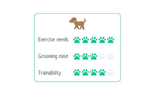 Border Collie  Exercise Needs 5/5 Grooming Ease 3/5 Trainability 4/5