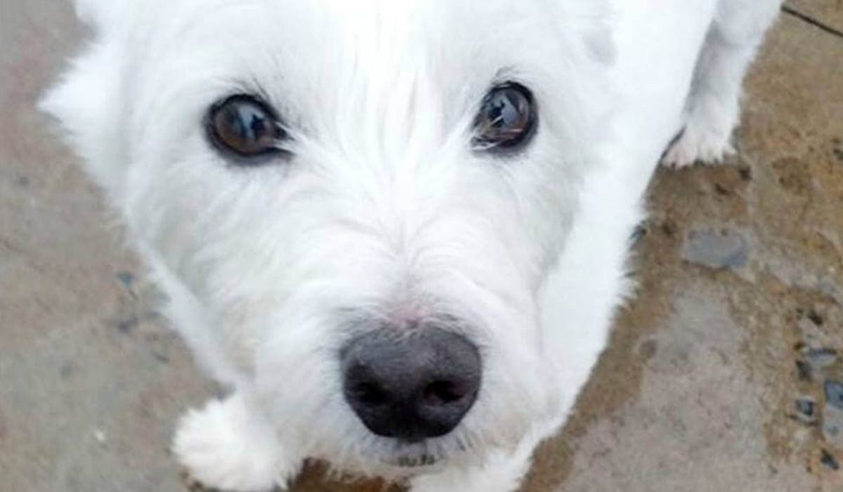 Jock, a pure white pup, stares directly into the camera