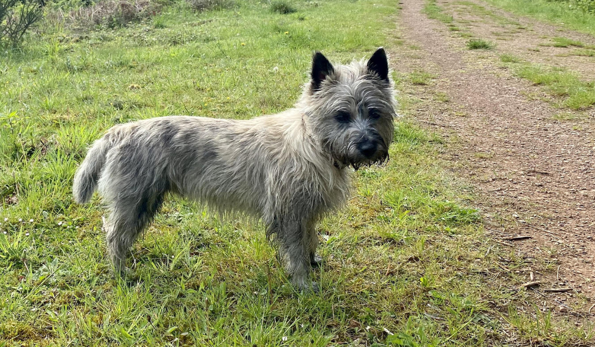 A small, scruffy haired, grey dog with a short tail and triangular ears is leading the way down a grassy track.