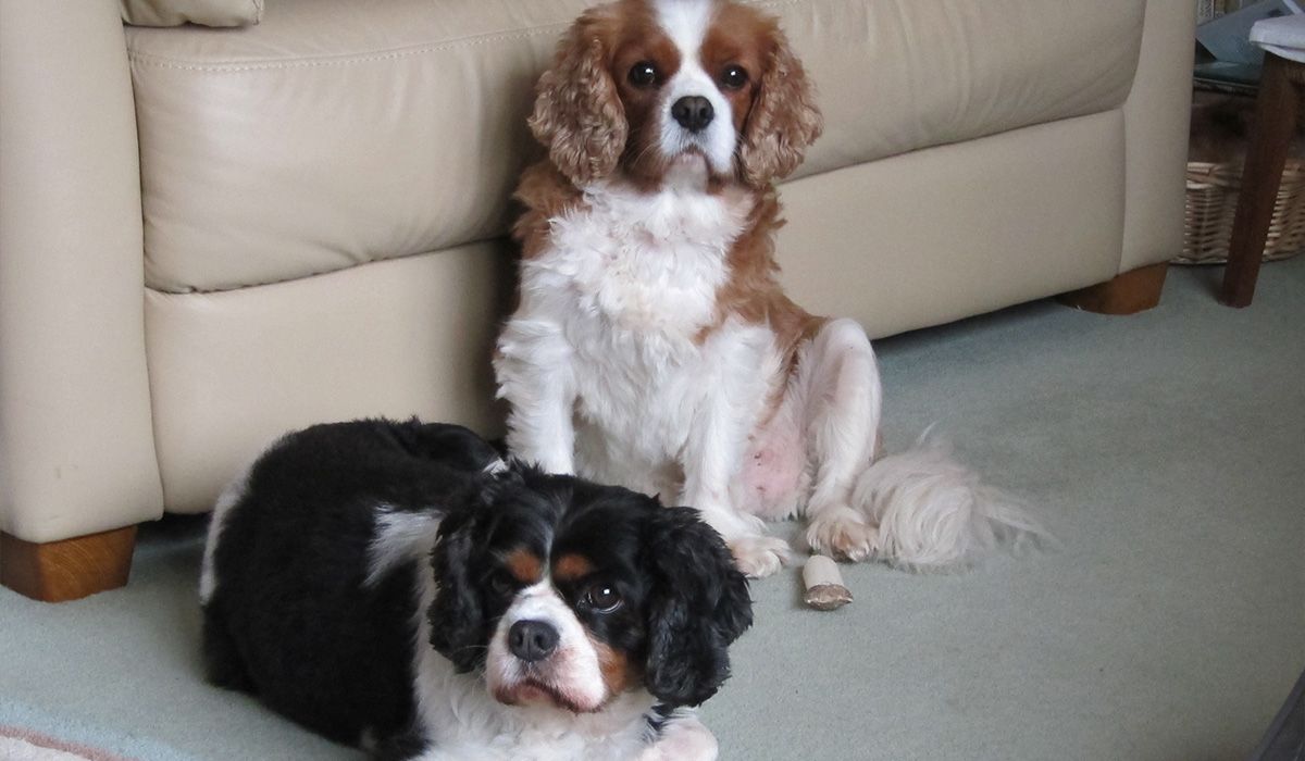 Emily and Spencer the Cavalier King Charles Spaniels relax with a chew in front of an armchair