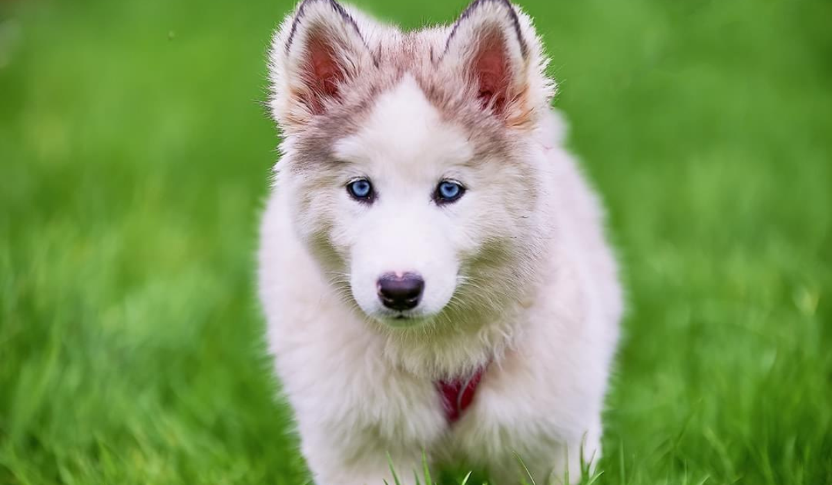 A cute, Siberian Husky puppy with gorgeous blue eyes is running through the grass.