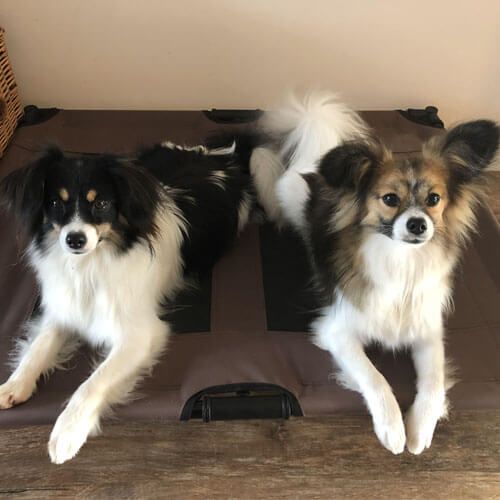 Maestro and Cello - adorable brothers showing the drop eared (Phalene) and erect eared (Papillon) varieties of the breed