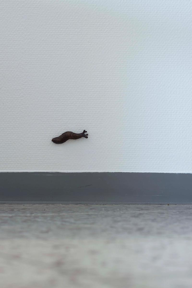 Slider image number 3 - Spanish slugs