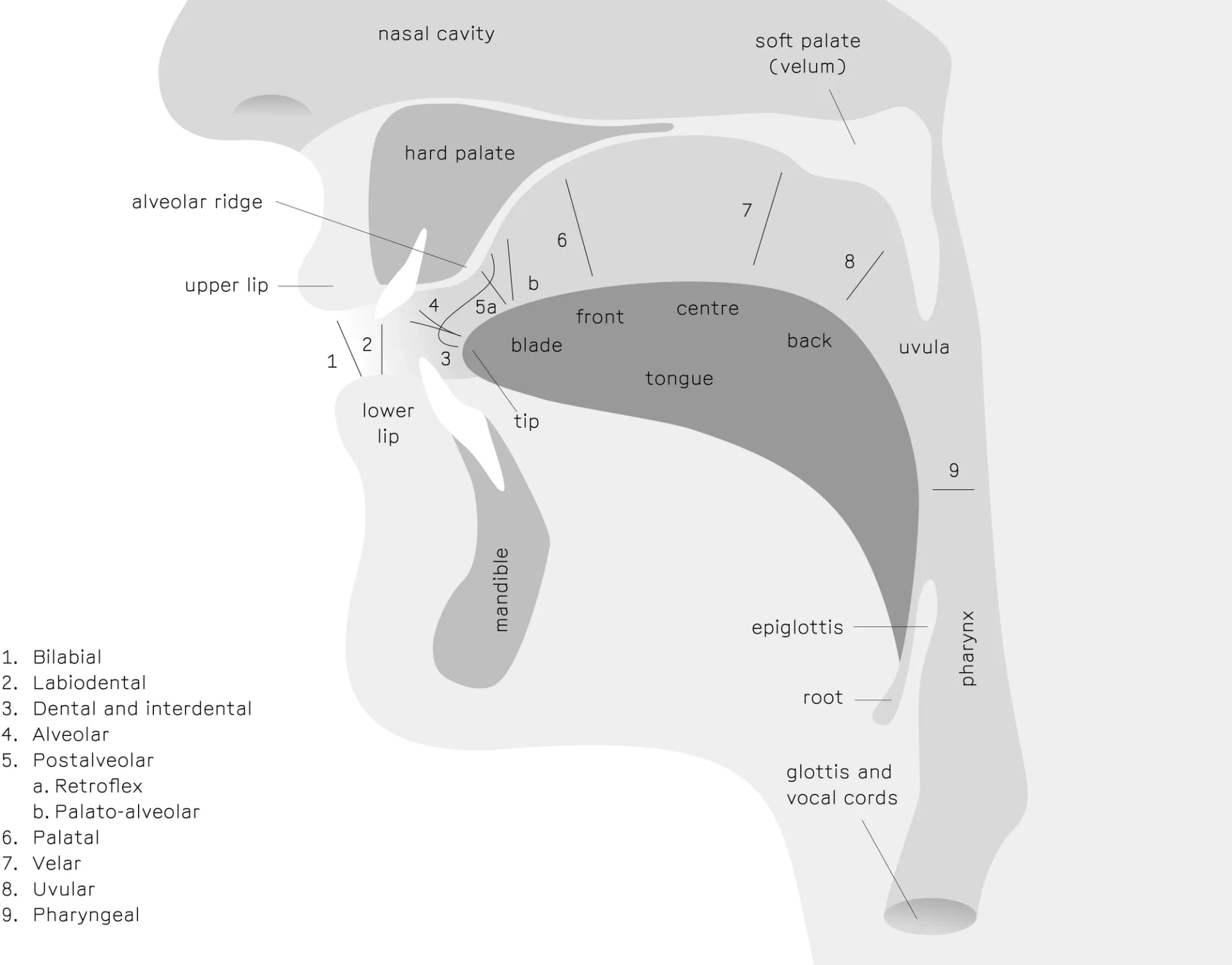 The location of human vocal organs and possible places of articulation used for speech.