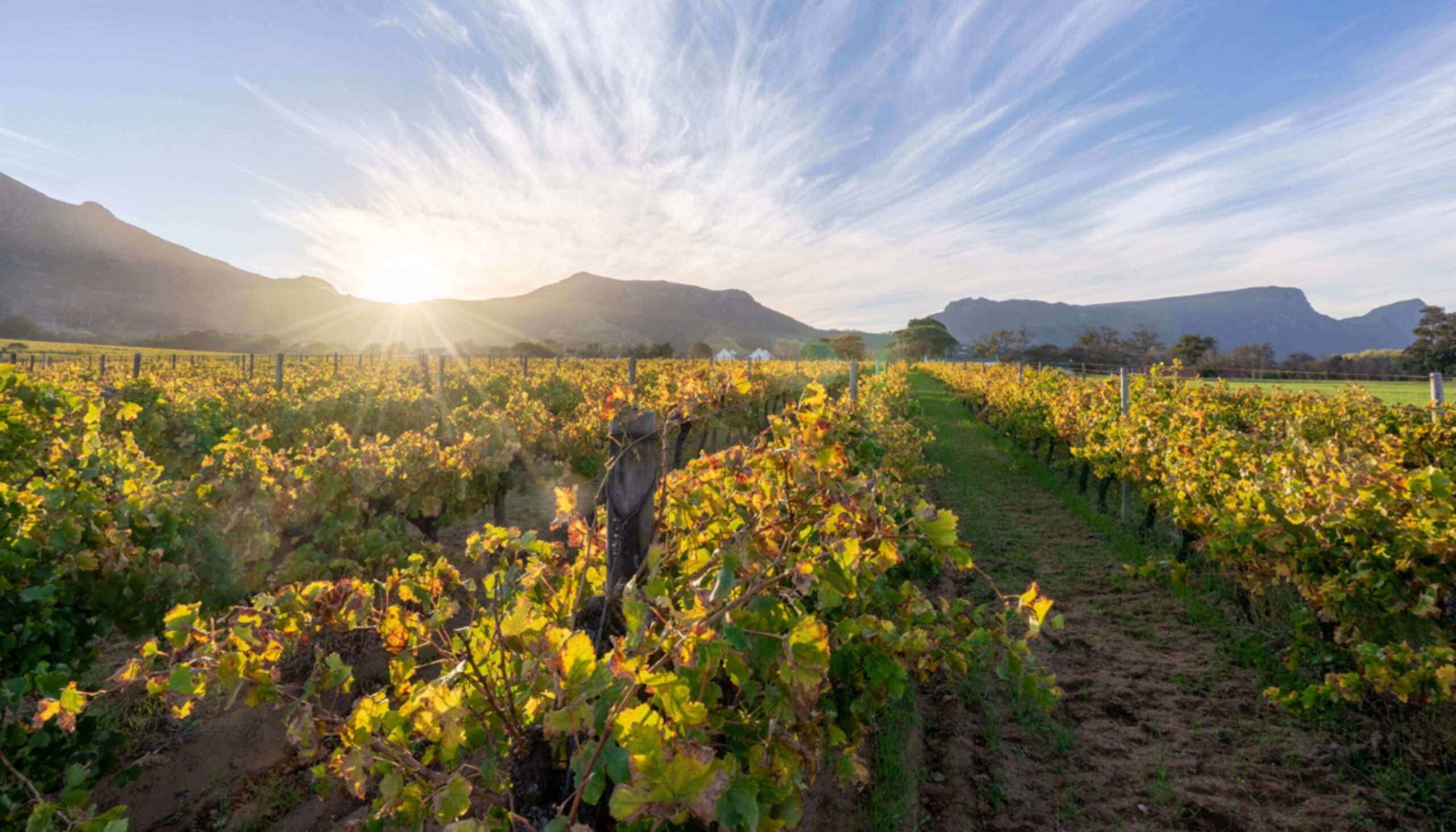 Constantia Uitsig
