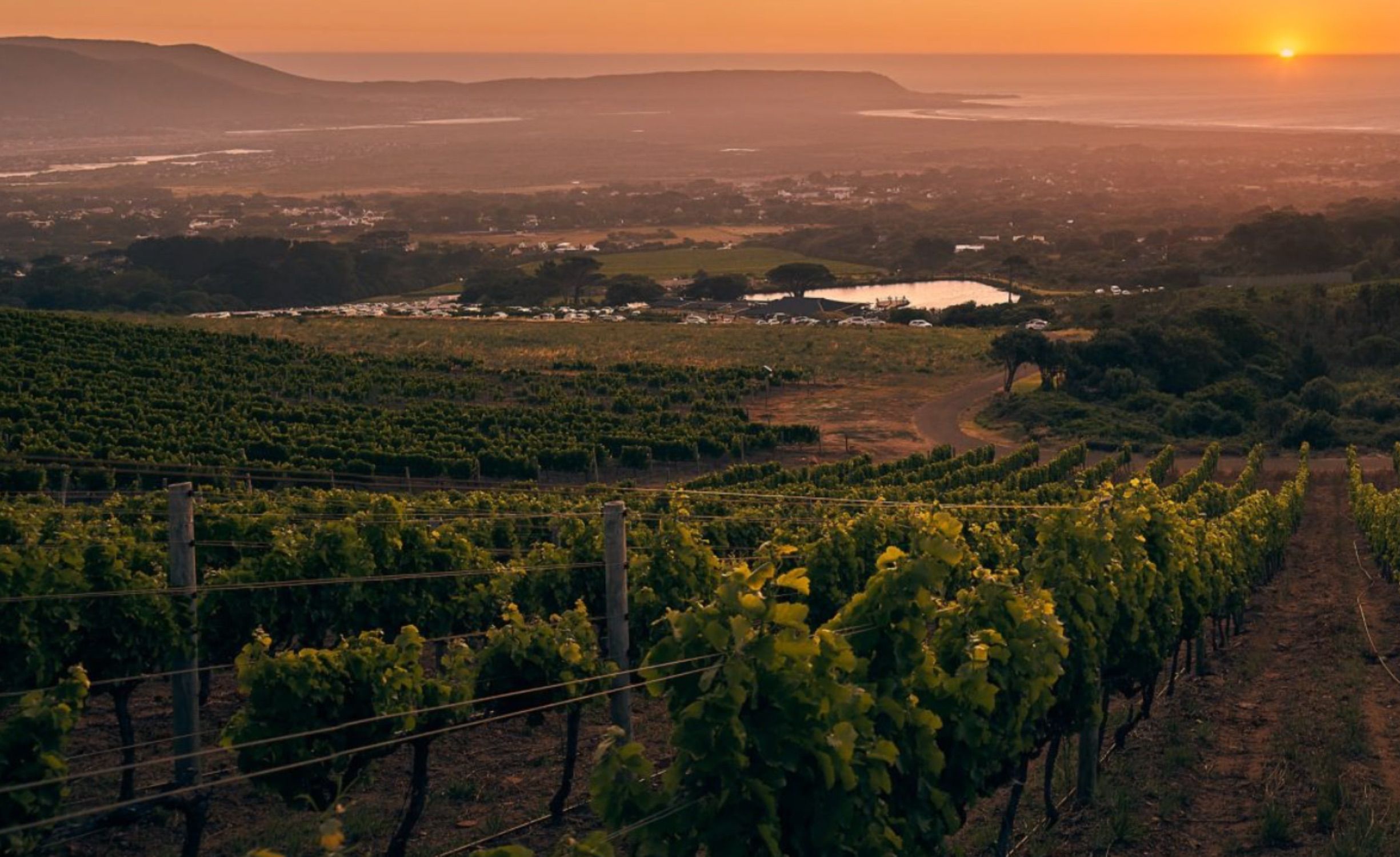 Cape Point Vineyard