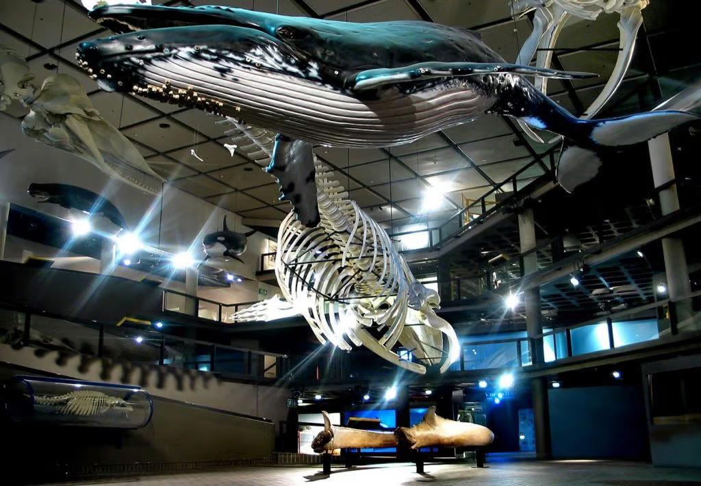 Iziko South African Museum & Planetarium