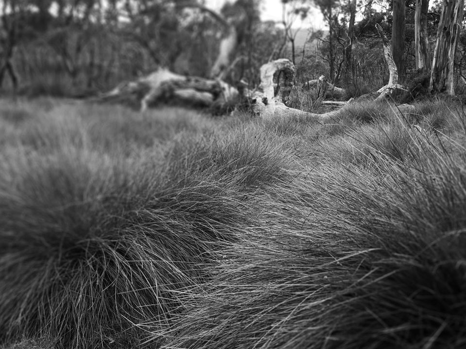 A nipaluna landscape.