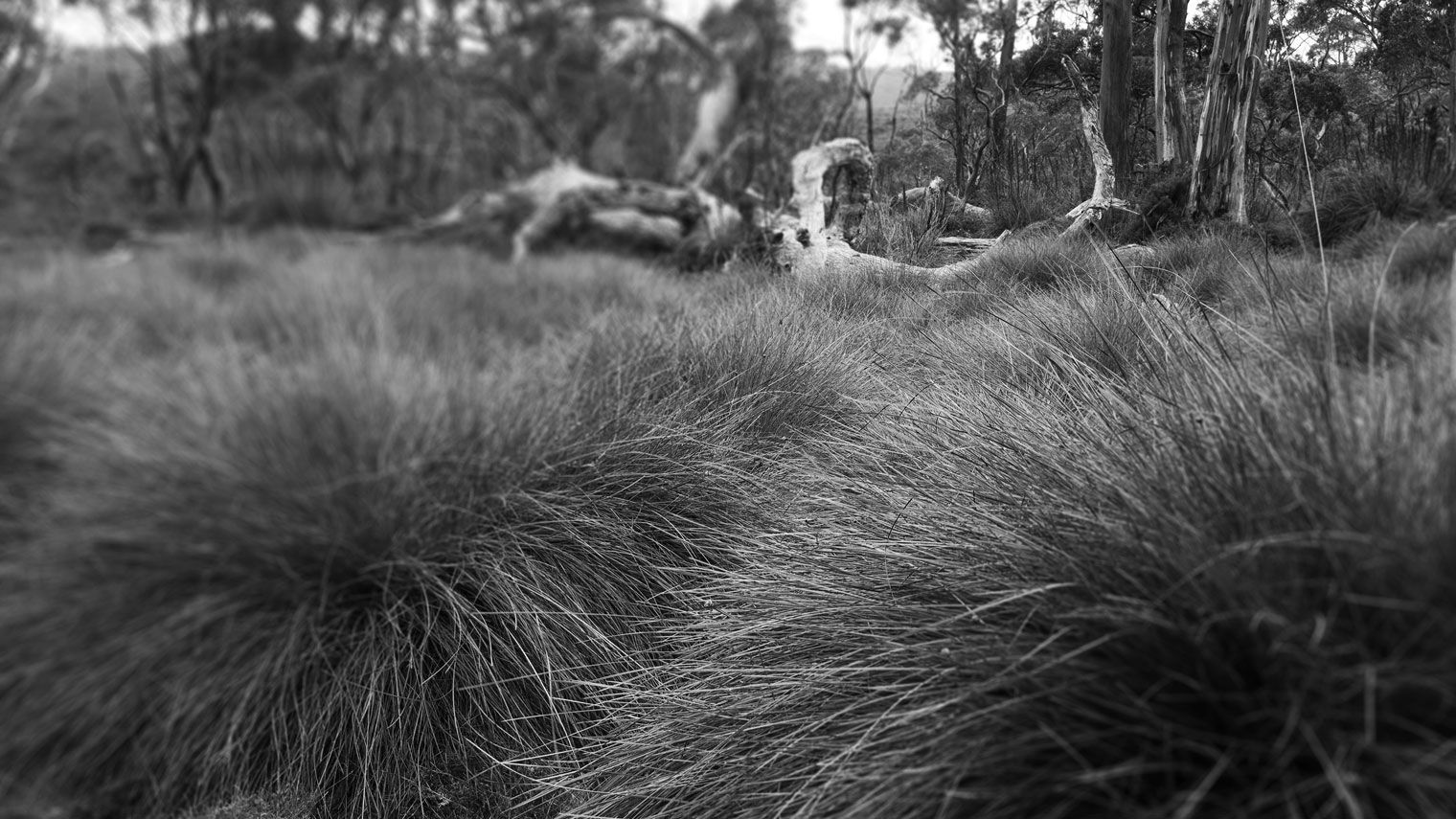 A nipaluna landscape.