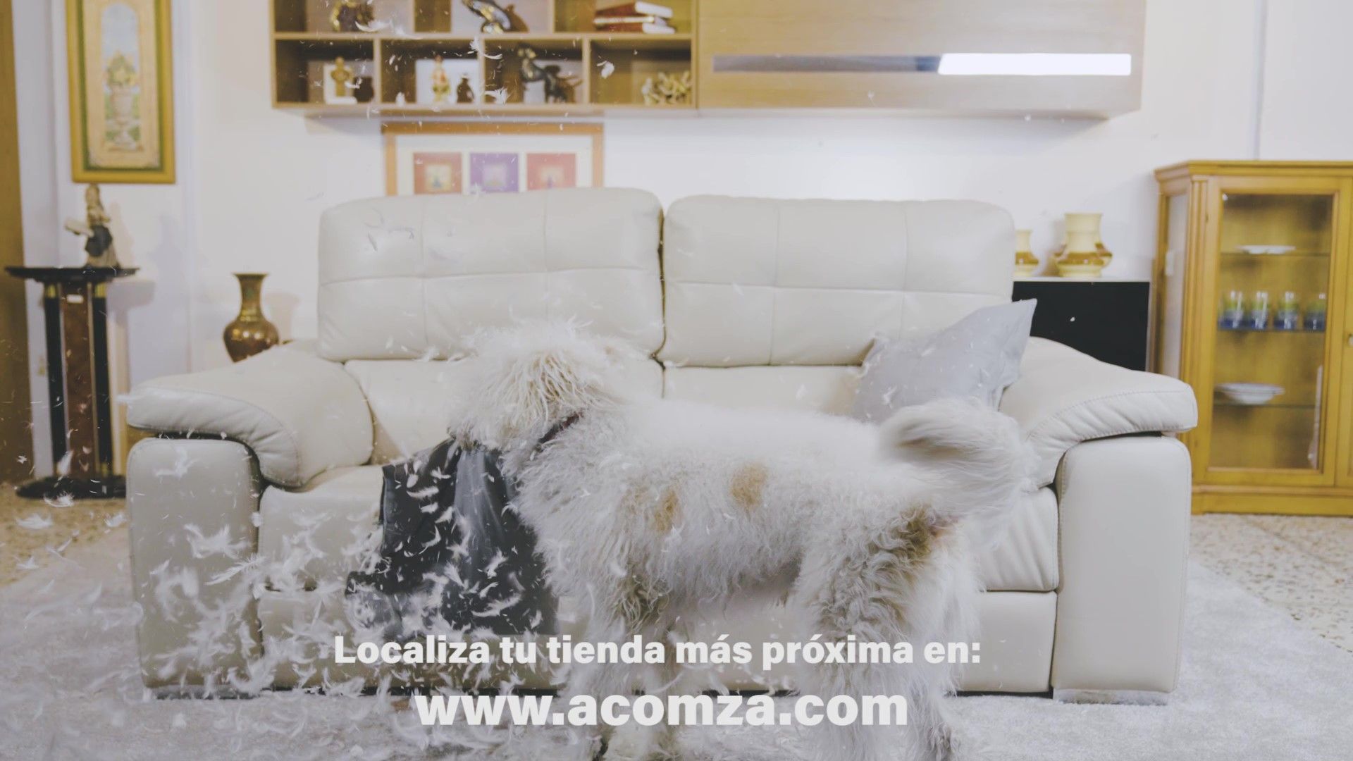 SI HASTA TU PERRO TE LO DICE...