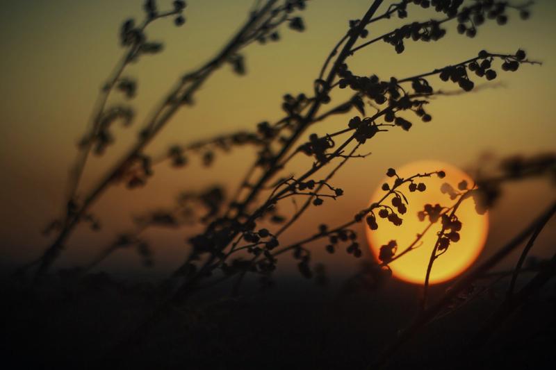A setting sun behind a bush