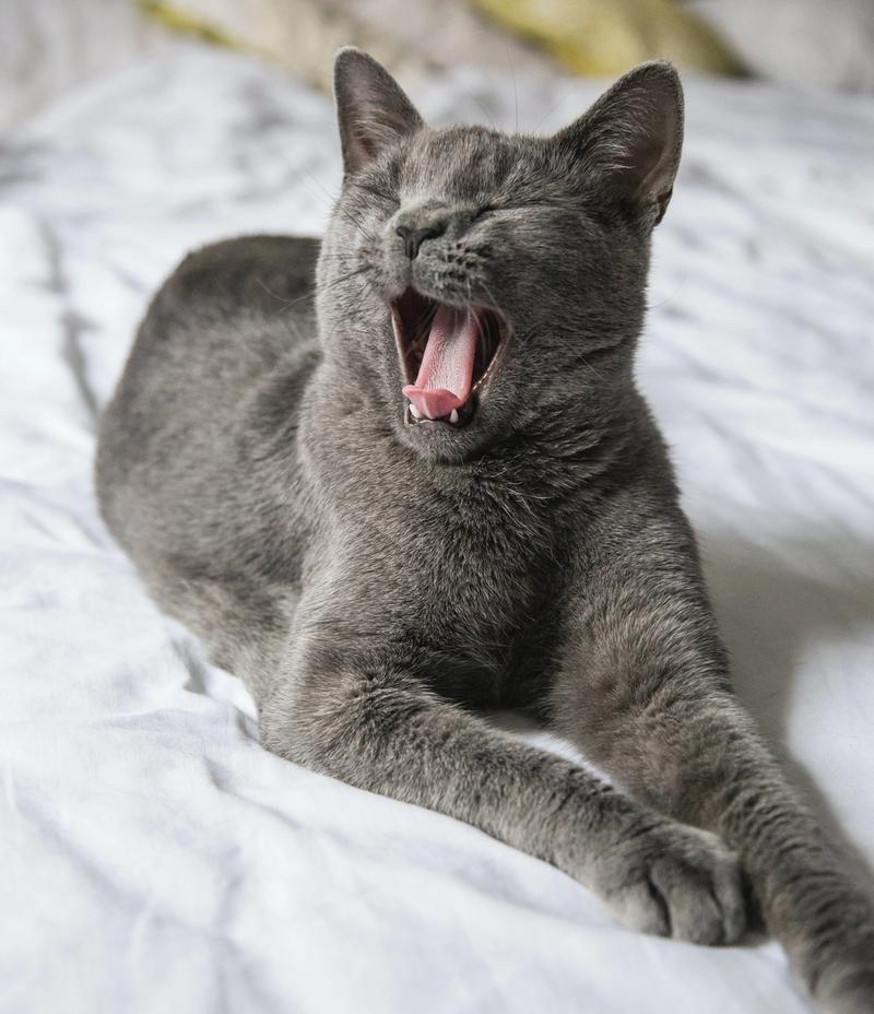Gray cat yawning on bed