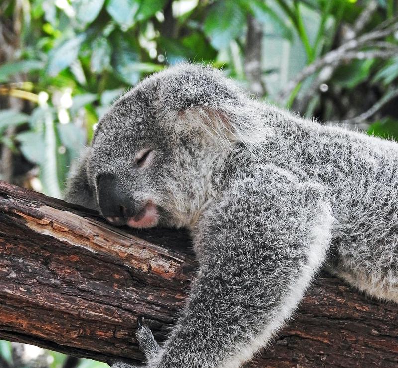 A koala sleeping