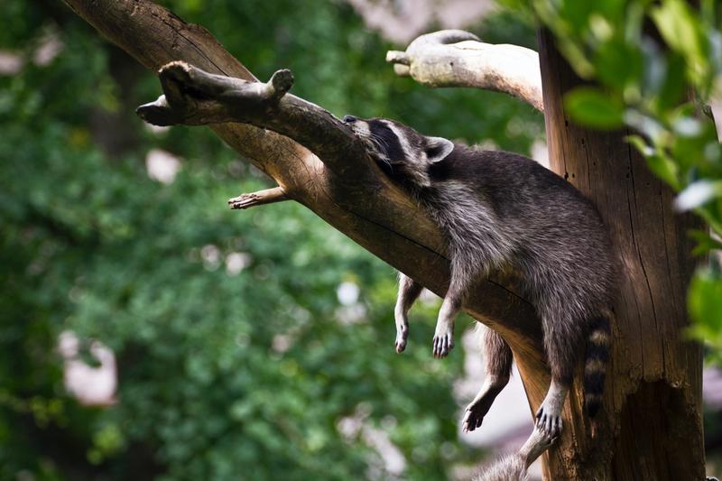 Raccoon sleeping on tree branch
