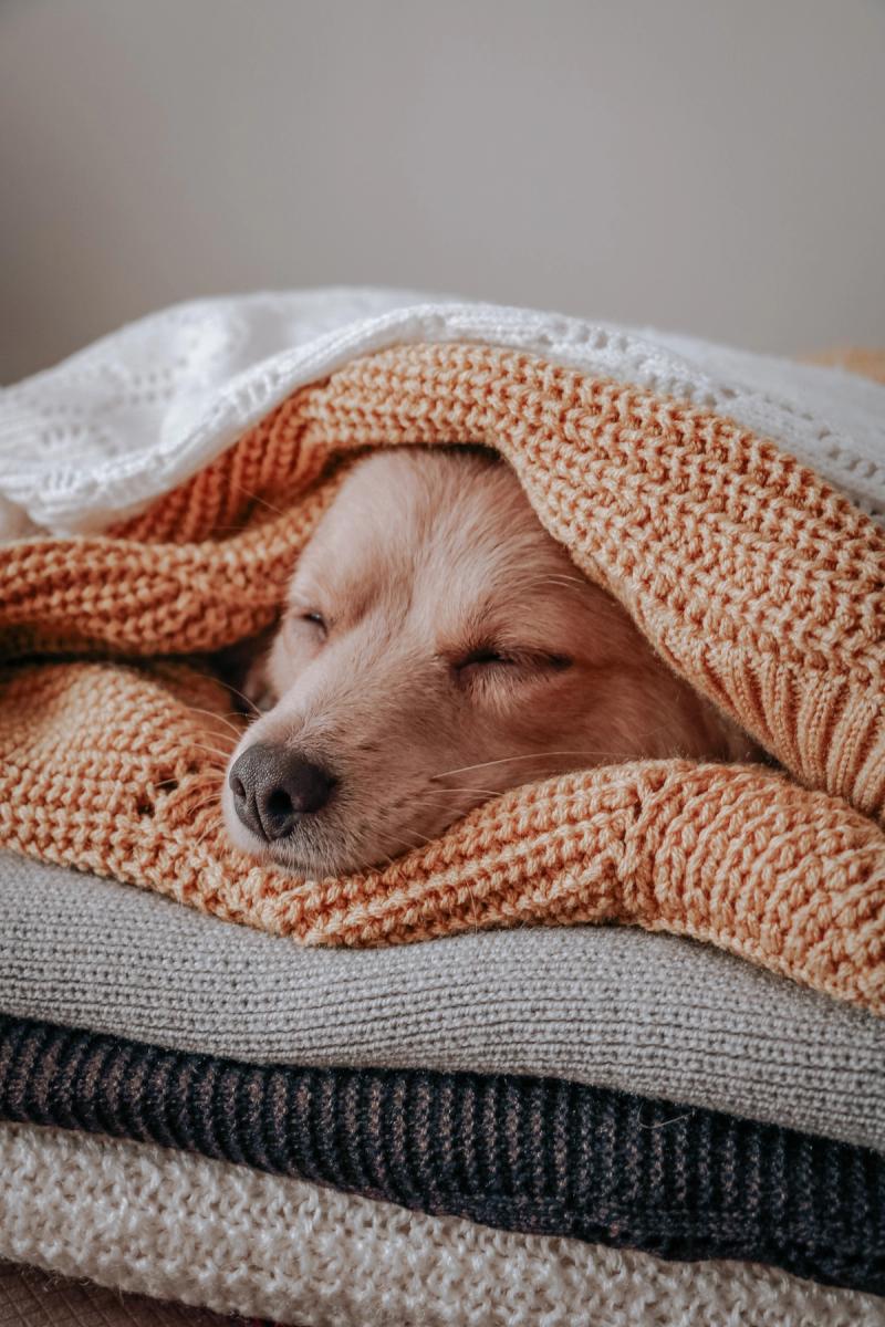 dog under blanket