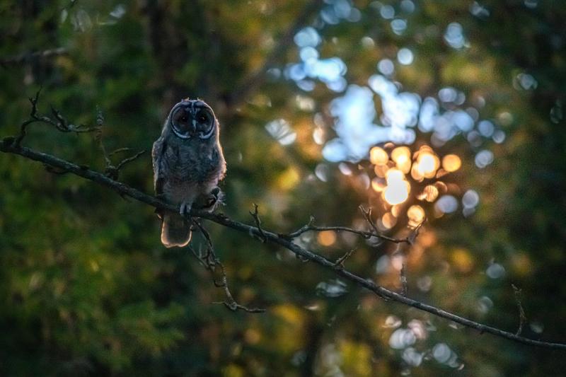 Owl sitting on a branch at night