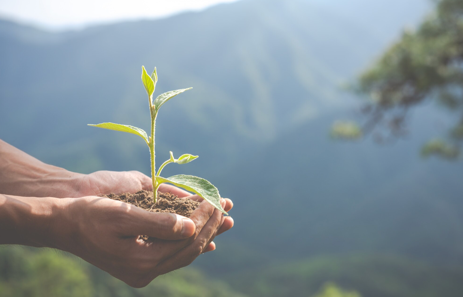 Diccionario Ambiental 